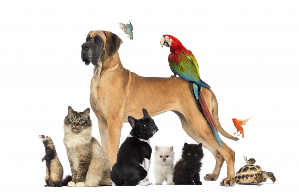ahorro-gastos-veterinarios